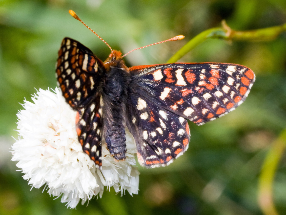 Edith's checkerspot