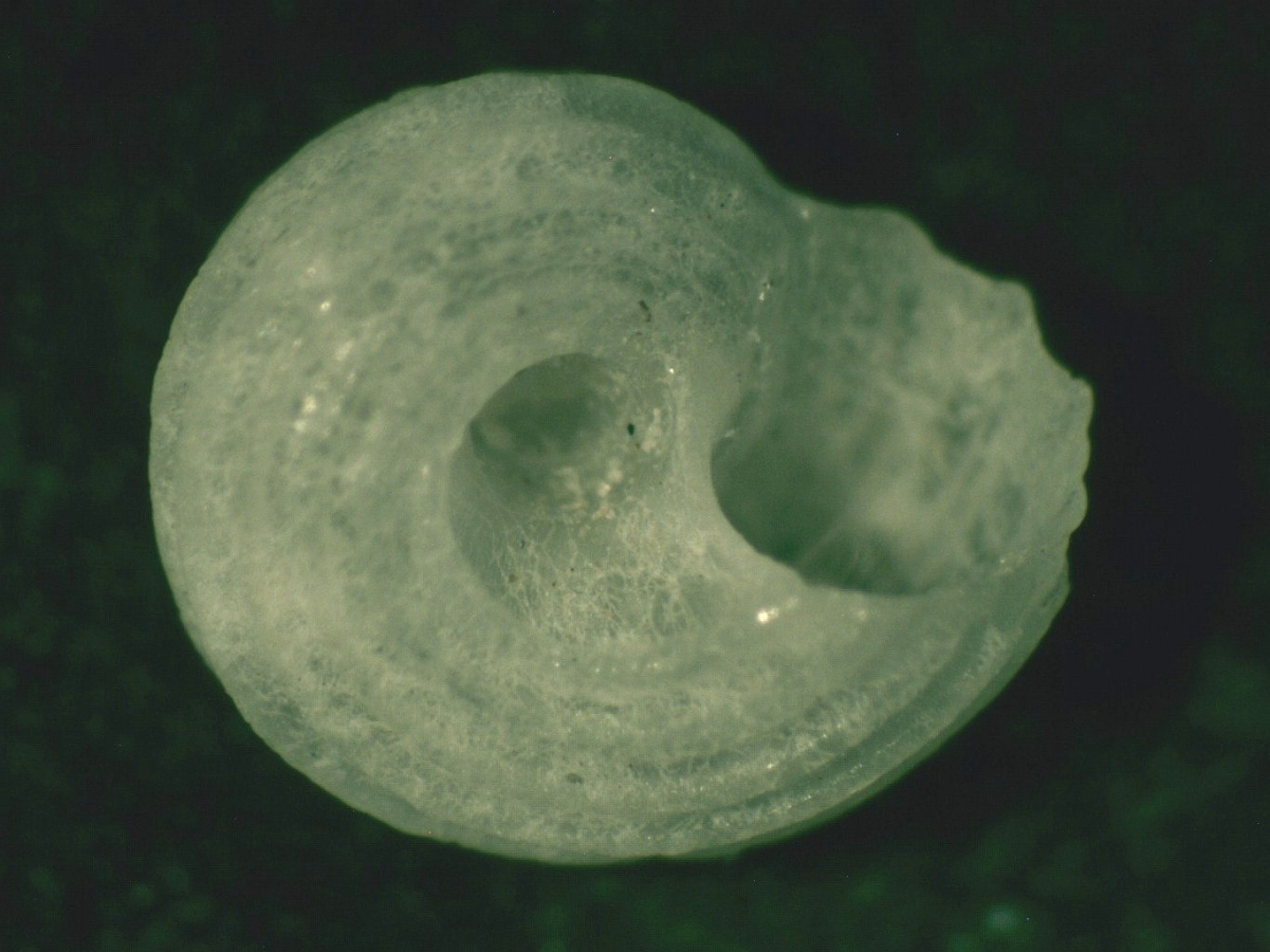 Elachorbis