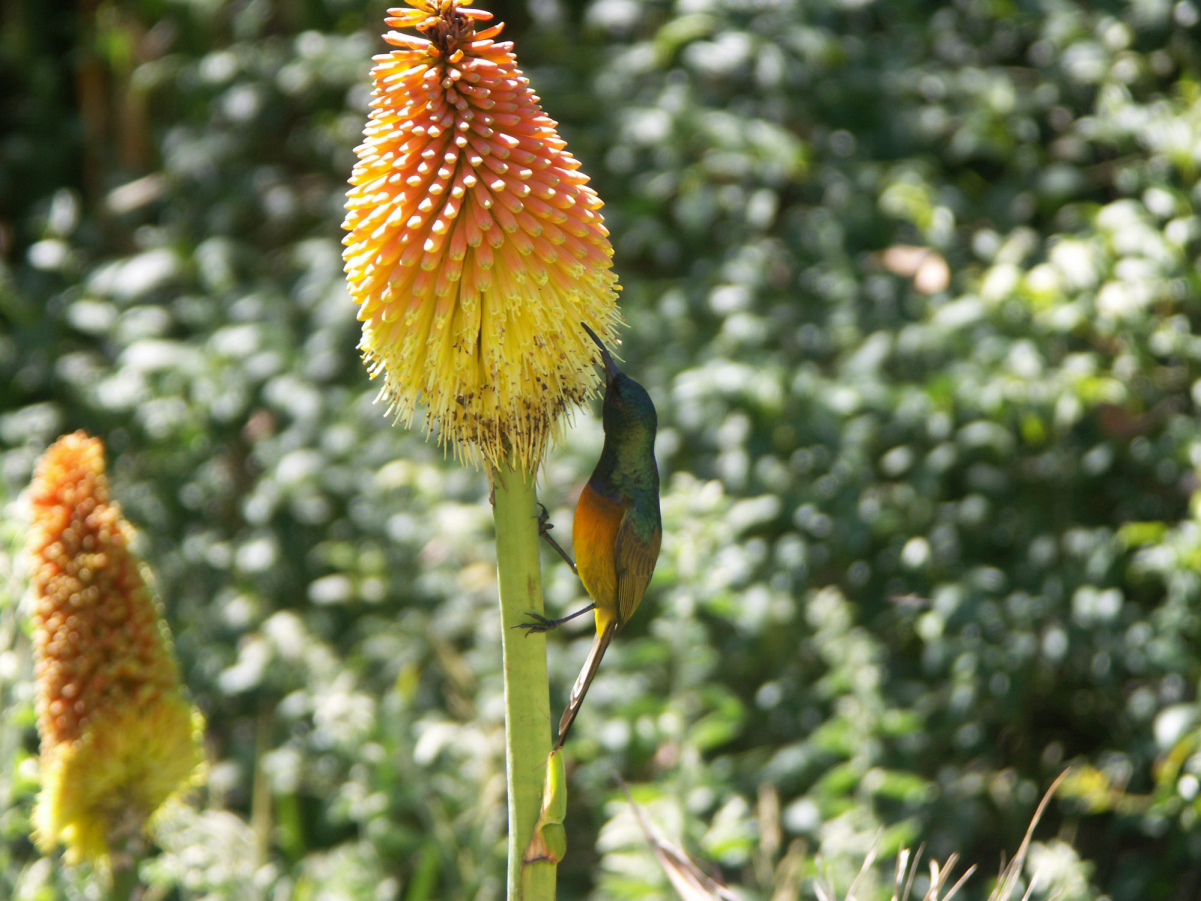 The <a href="/content/Orange-breasted_sunbird" style="color:blue">orange-breasted sunbird</a> (<i>Nectarinia violacea</i>) is exclusively found in <a href="/content/Fynbos" style="color:blue">fynbos</a> vegetation.