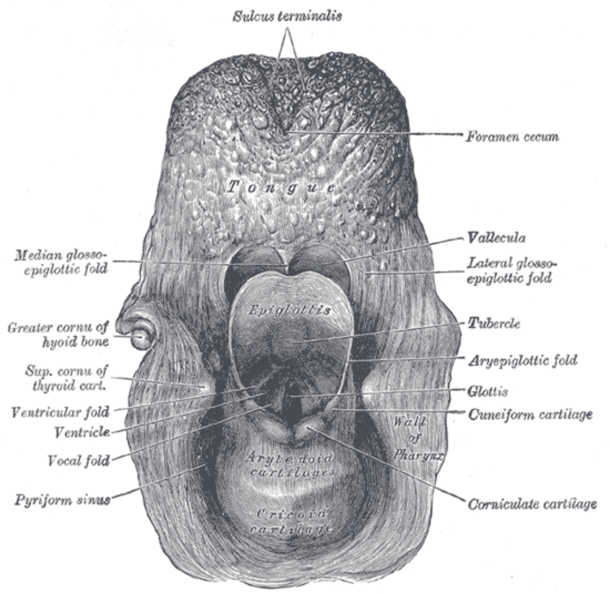 (Vallecula labeled at center right.)