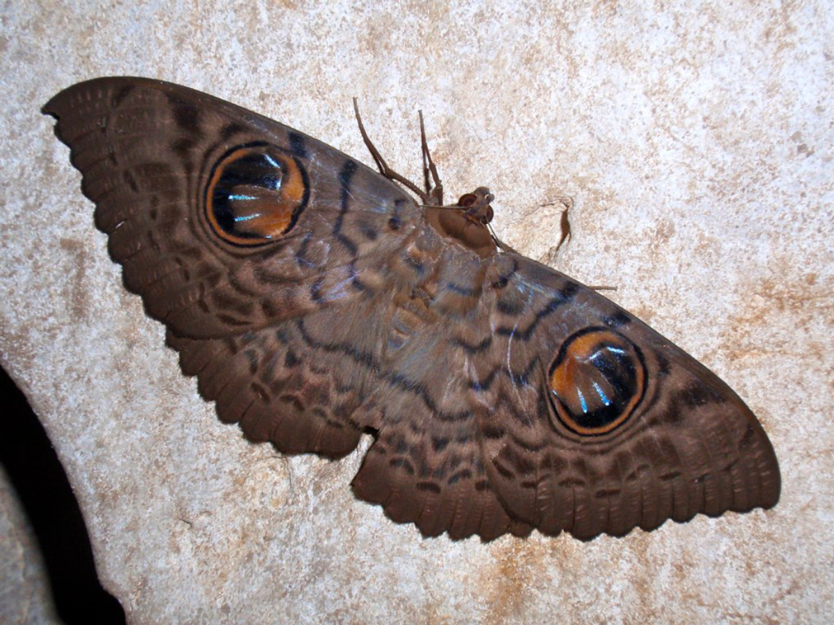 Erebus macrops