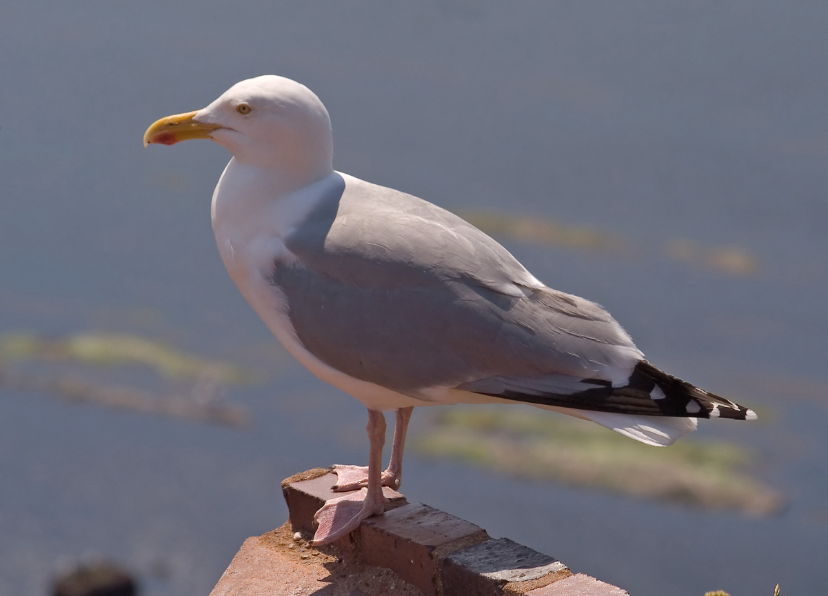 European herring gull