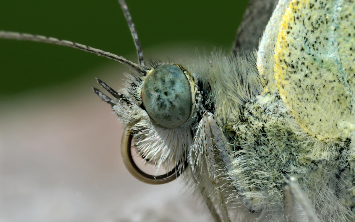 The head of a <a href="/content/Pieris_rapae" style="color:blue">small white</a> butterfly (<i>Pieris rapae</i>). Note the upward pointing labial palpi on both sides of the coiled proboscis.