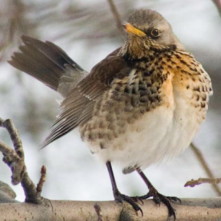 Fieldfare