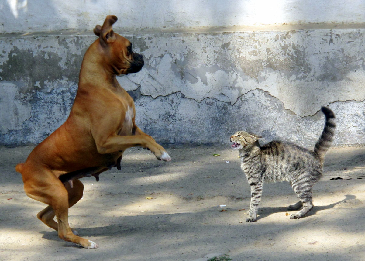 <a href="/content/Dog" style="color:blue">Dog</a> and <a href="/content/Cat" style="color:blue">cat</a> showing acute stress responses