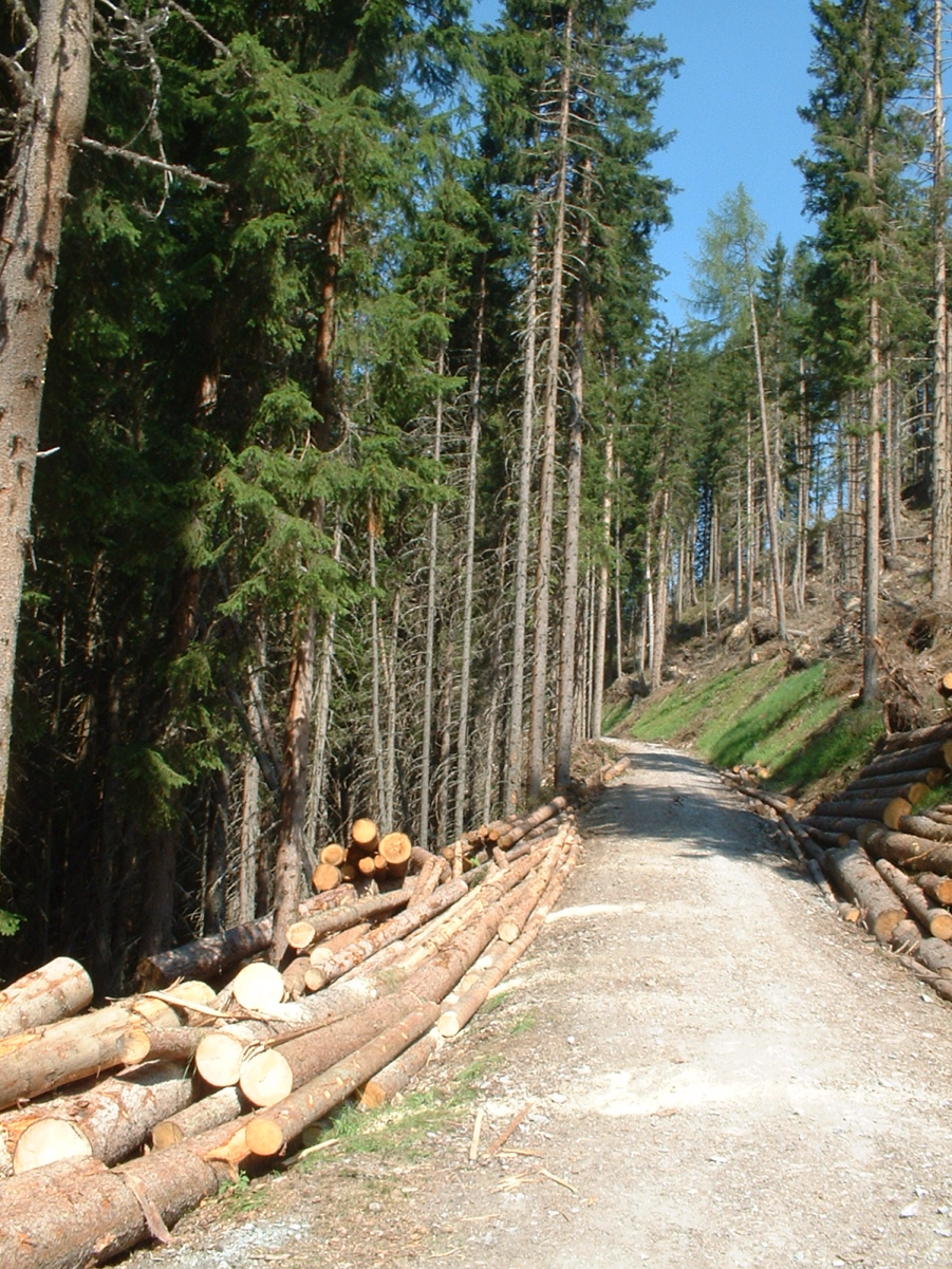 Forestry work in <a href="/content/Austria" style="color:blue">Austria</a>