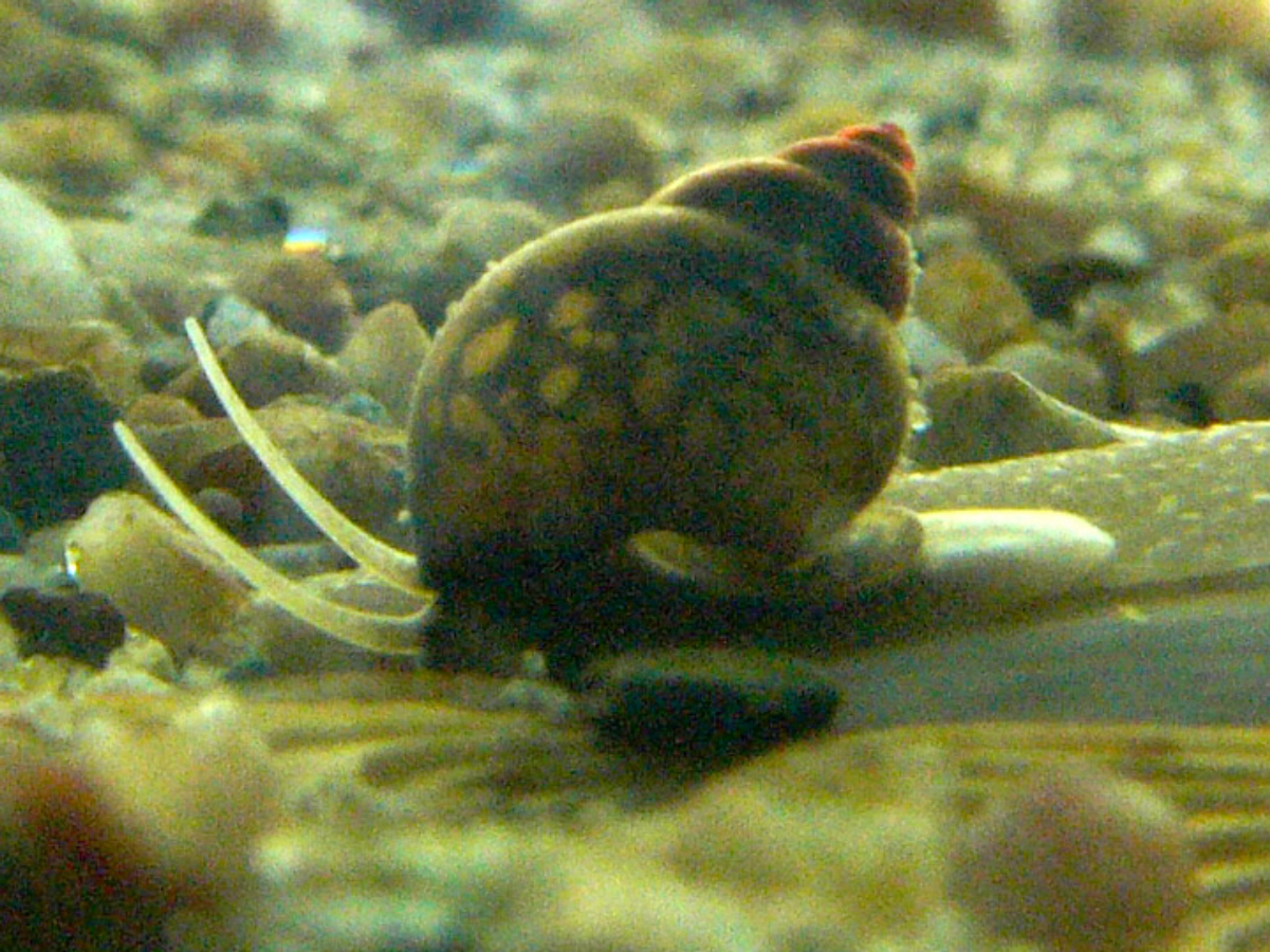 <i><a href="/content/Bithynia_tentaculata" style="color:blue">Bithynia tentaculata</a></i>, a small freshwater gastropod in the family <a href="/content/Bithyniidae" style="color:blue">Bithyniidae</a>