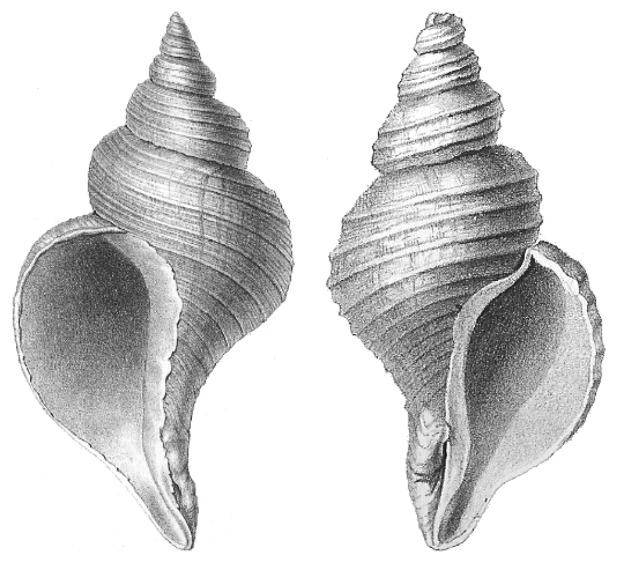 Shells of two different species of sea snail: on the left is the normally sinistral (left-handed) shell of <i><a href="/content/Neptunea_angulata" style="color:blue">Neptunea angulata</a></i>, on the right is the normally dextral (right-handed) shell of <i><a href="/content/Neptunea_despecta" style="color:blue">Neptunea despecta</a></i>