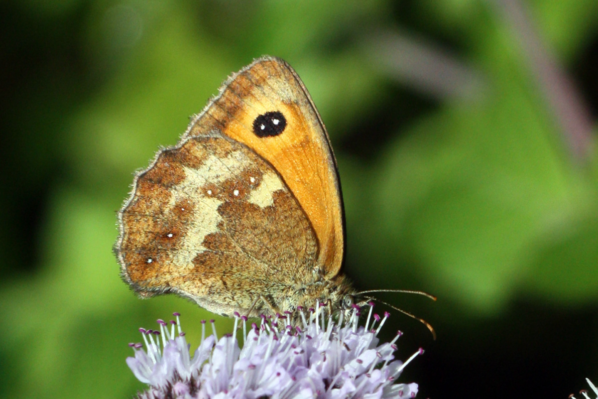Gatekeeper (butterfly)