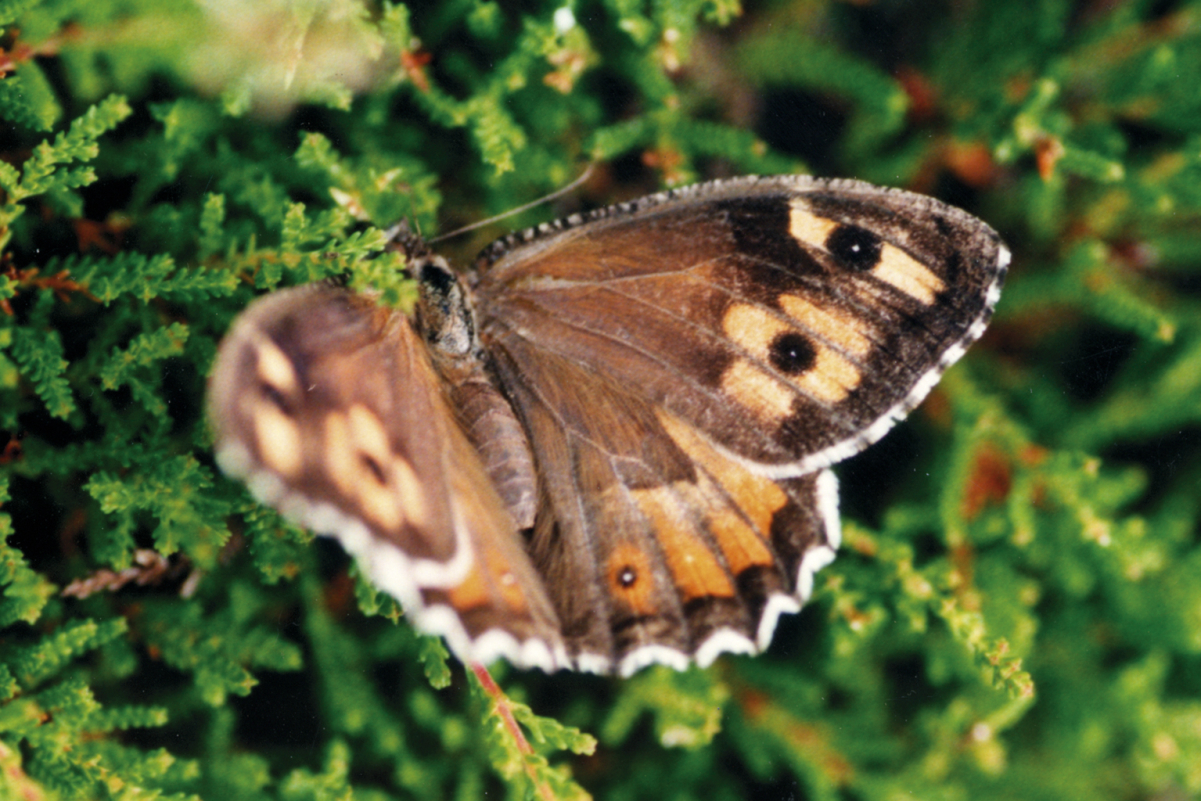 Grayling (butterfly)