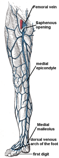 Great saphenous vein Wiki