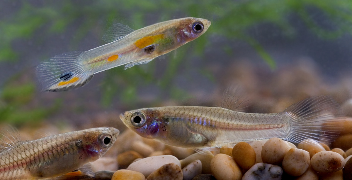 Guppy Wiki