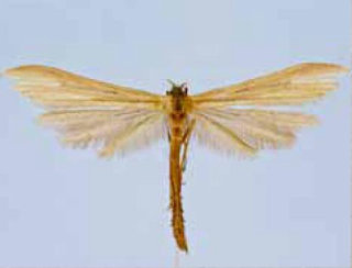 Hellinsia grandis