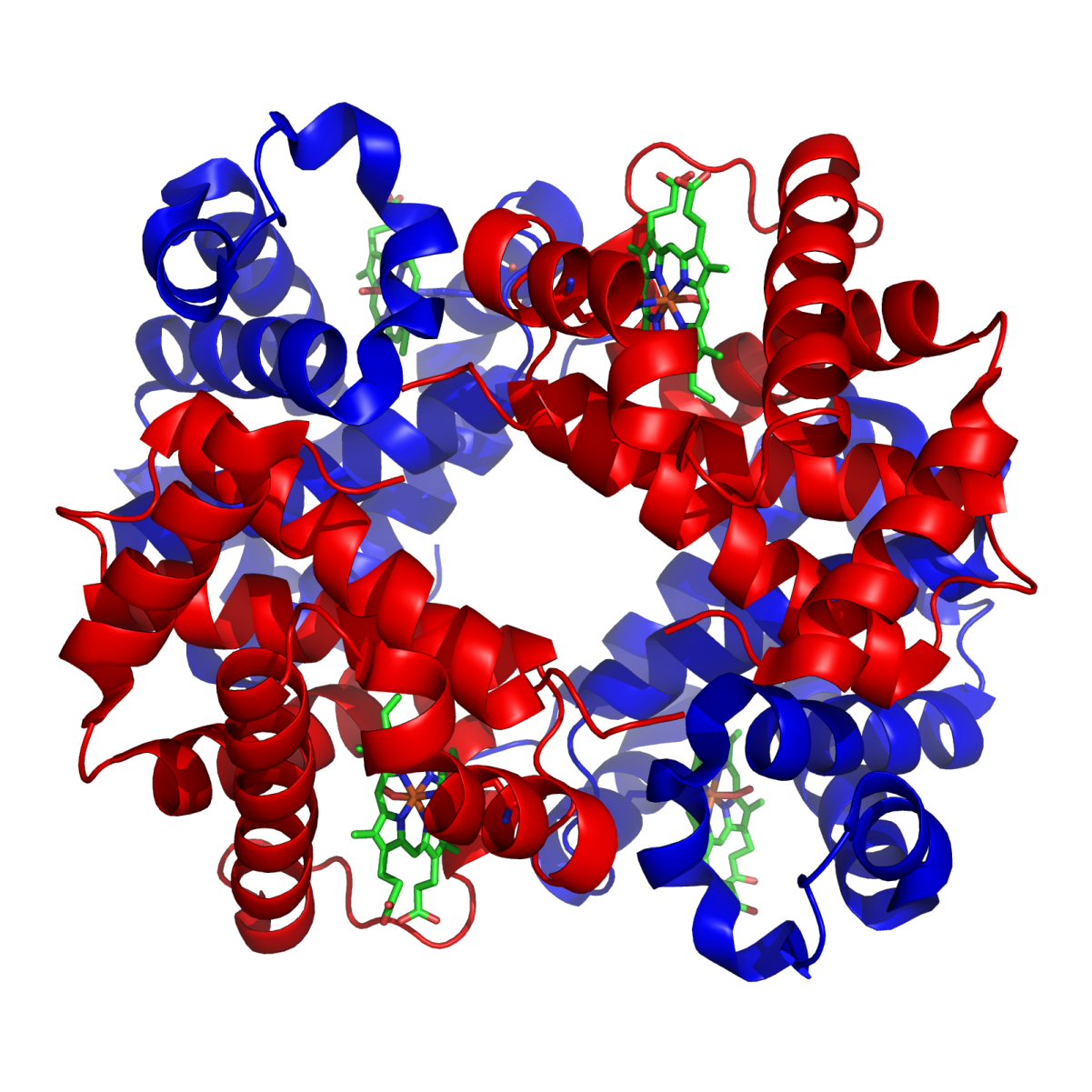Hemoglobin wiki