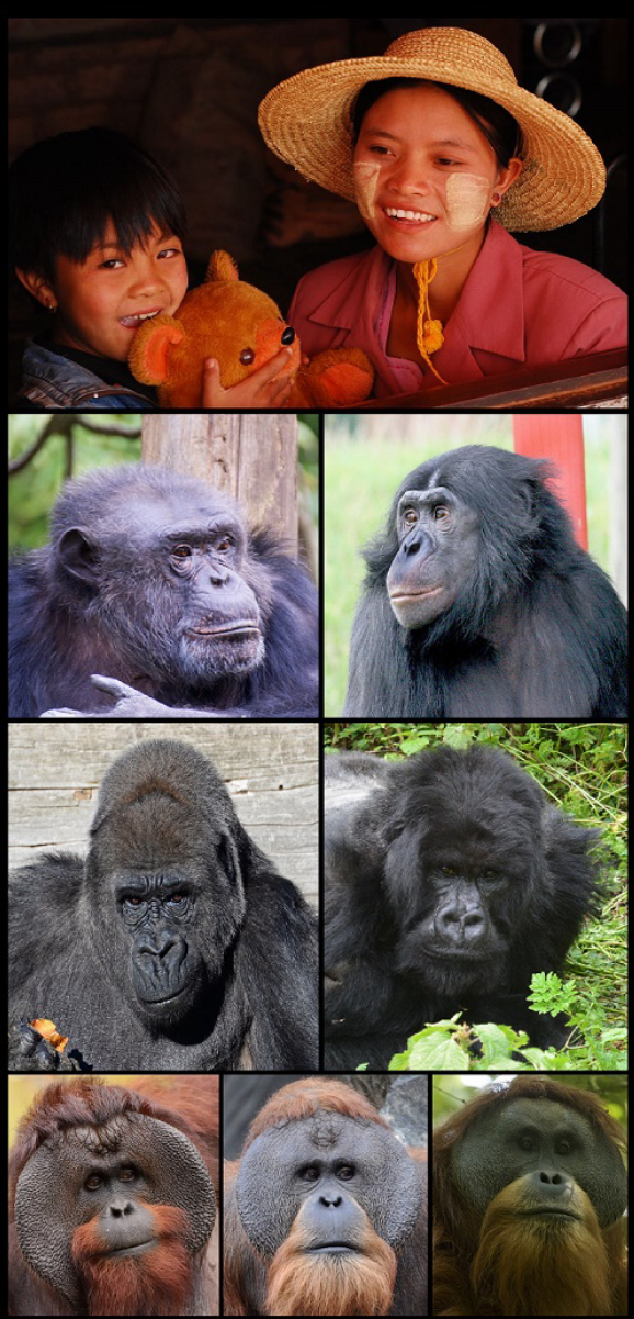 Hominidae