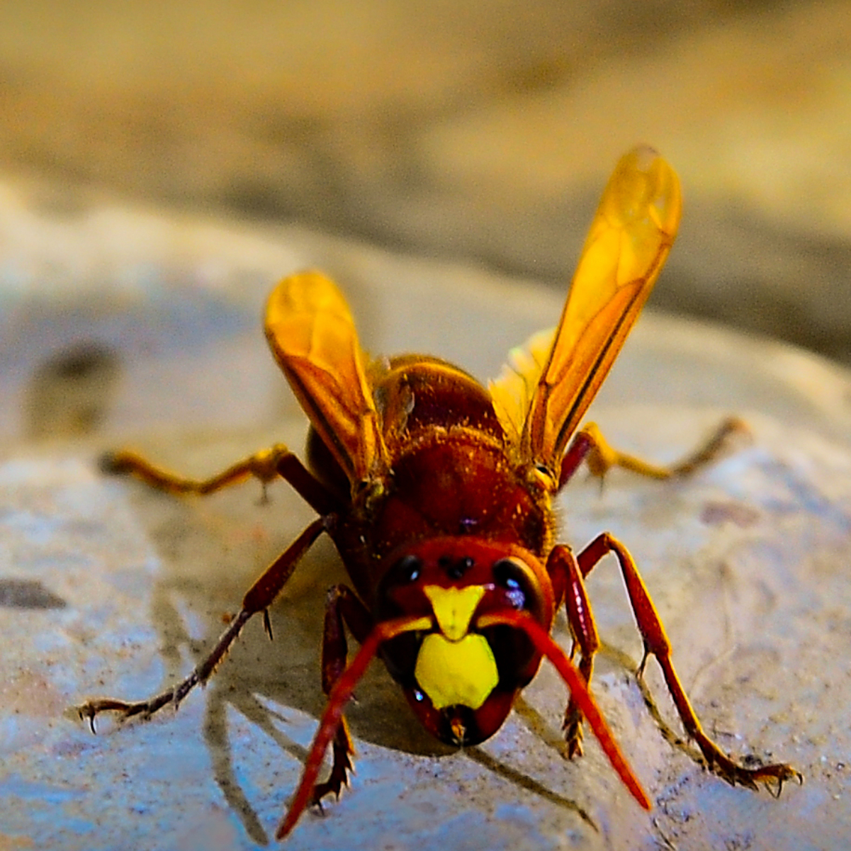 Hornet