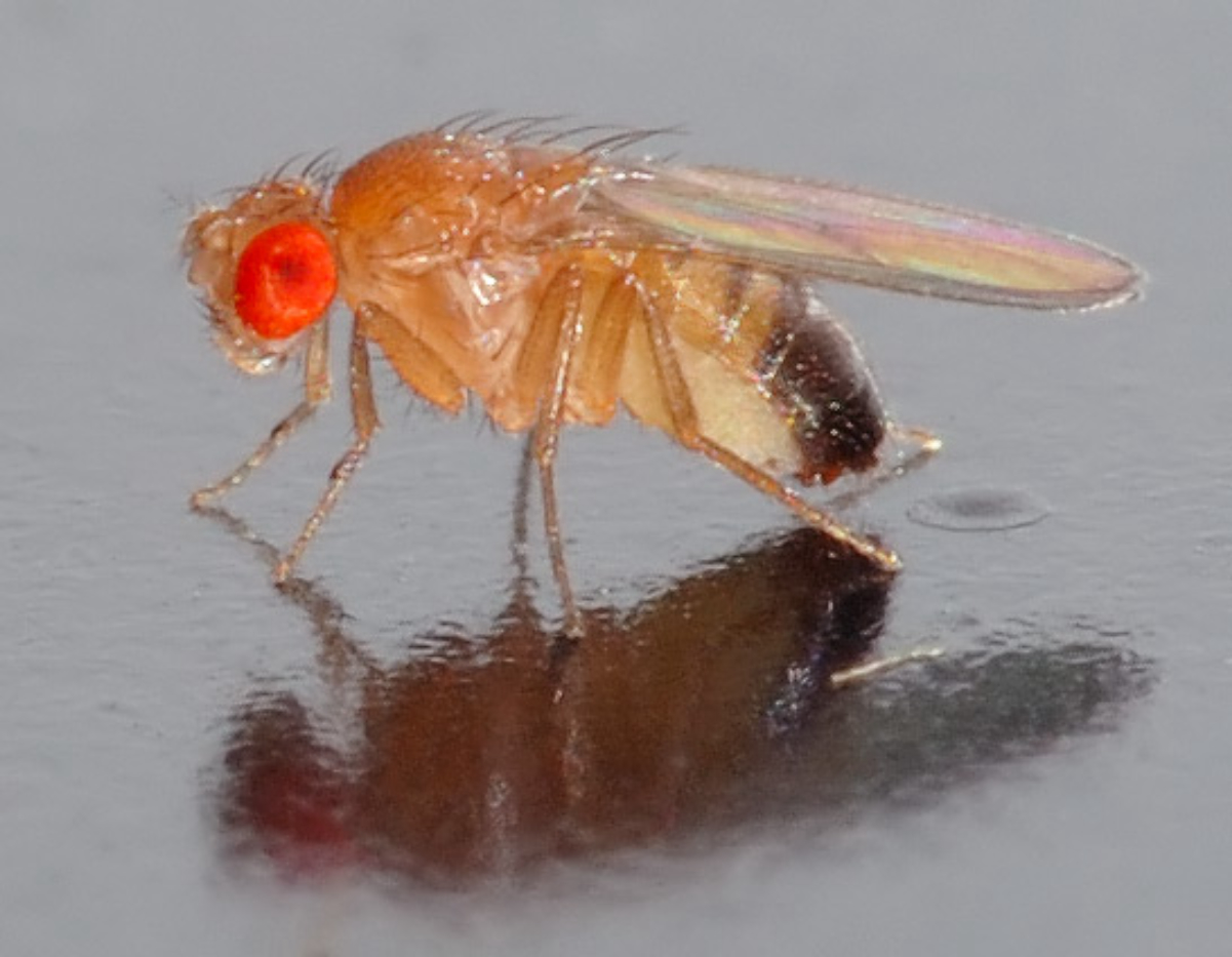 Invertebrate