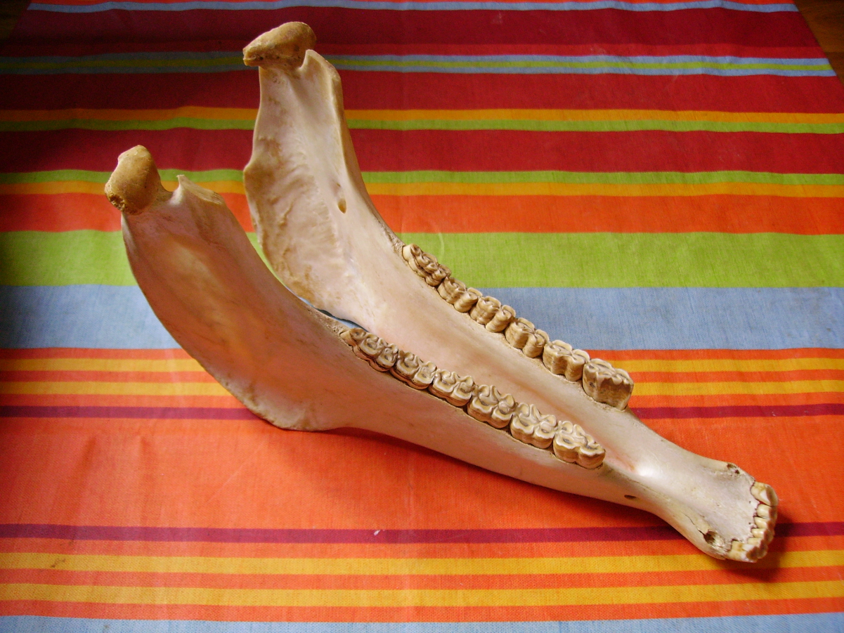 Quijada: a jawbone used as a musical instrument