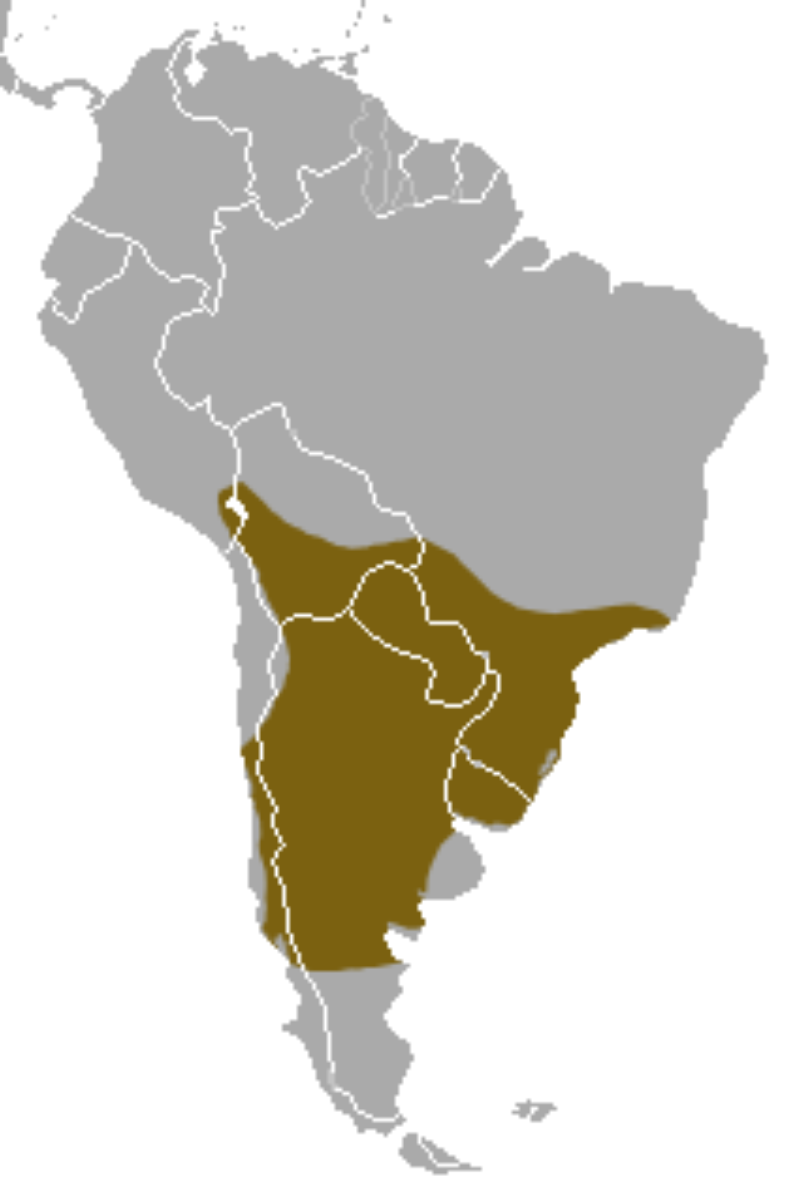 Lesser grison