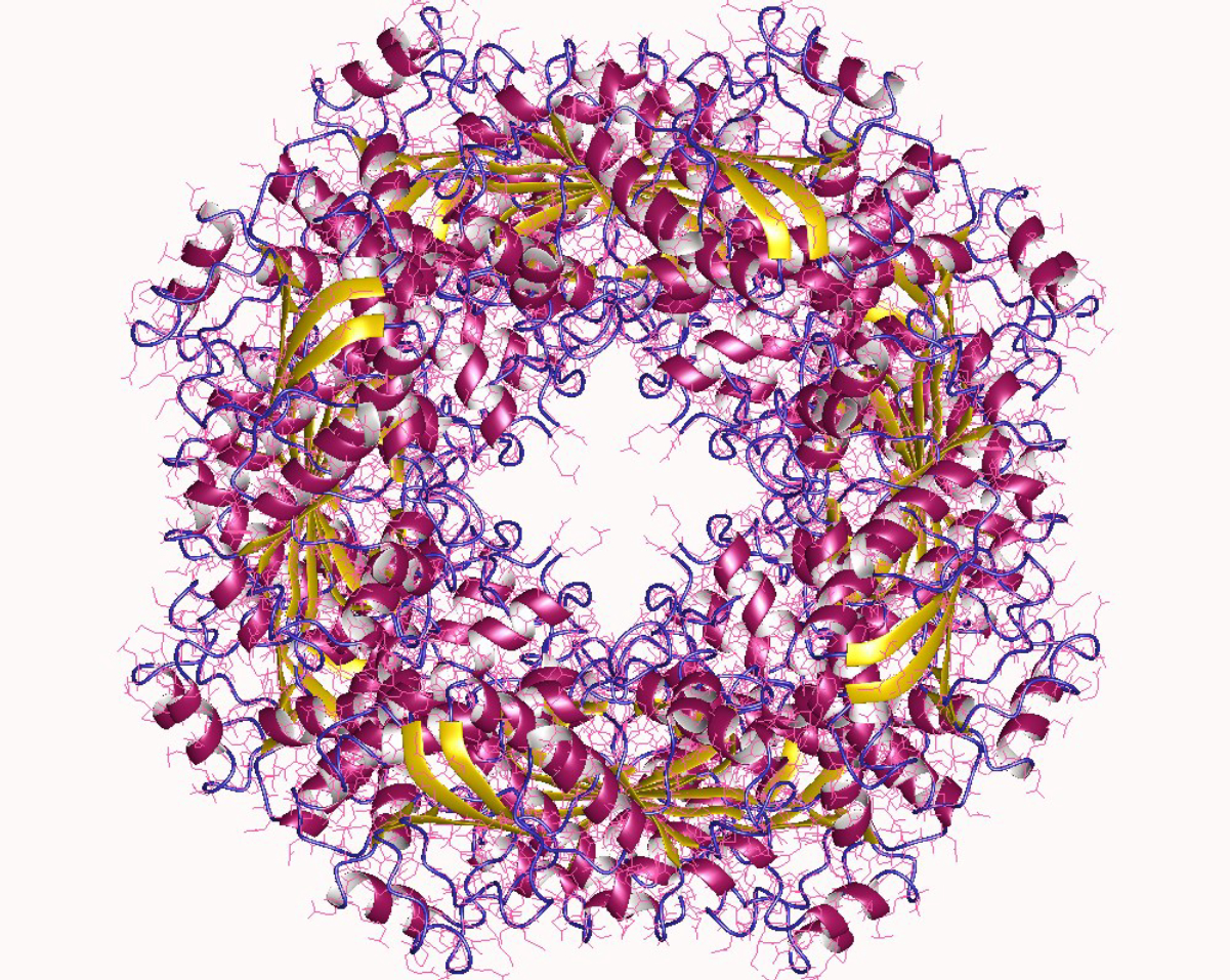 leucine dehydrogenase oktamer, Sporosarcina psychrophila
