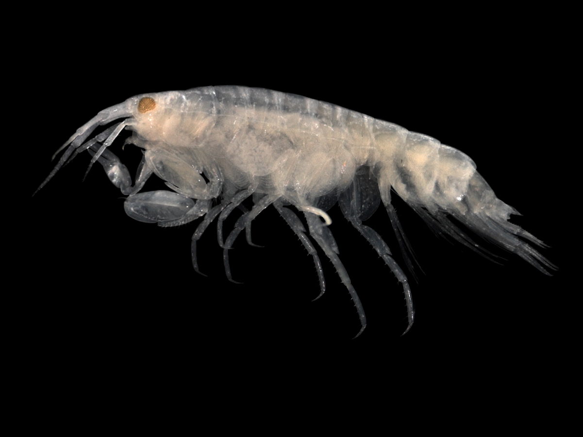 Leucothoe (amphipod)