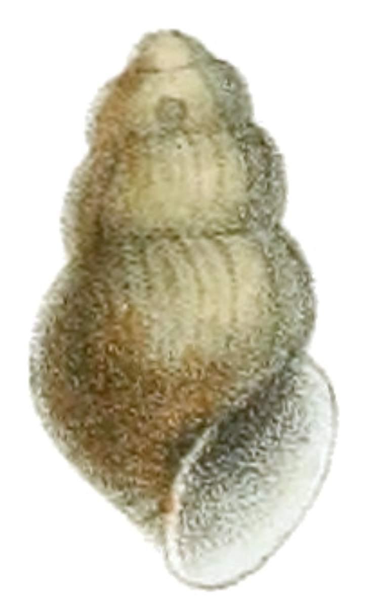 Lioplax