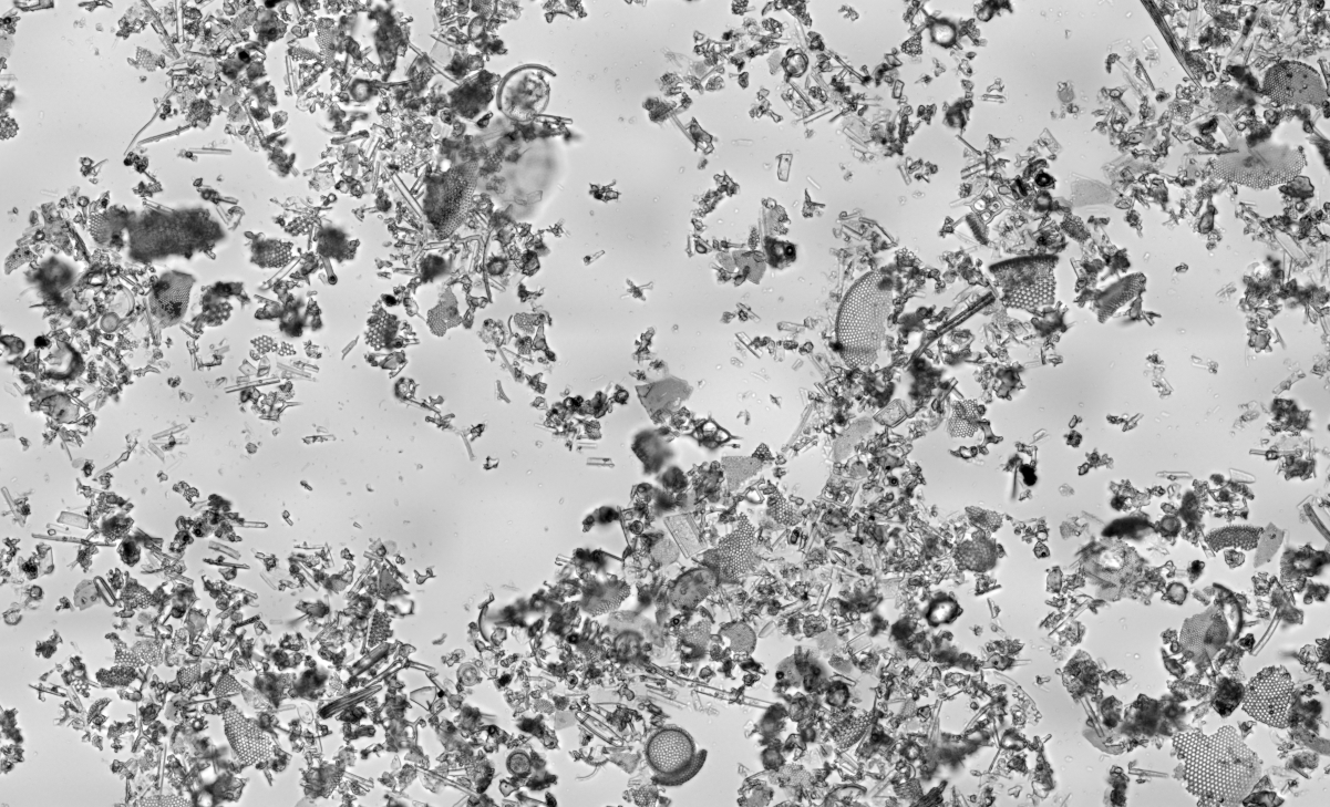 <a href="/content/Diatomaceous_earth" style="color:blue">Diatomaceous earth</a> is a soft, <a href="/content/Siliceous" style="color:blue">siliceous</a>, <a href="/content/Sedimentary_rock" style="color:blue">sedimentary rock</a> made up of microfossils in the form of the <a href="/content/Frustule" style="color:blue">frustules</a> (shells) of single cell <a href="/content/Diatoms" style="color:blue">diatoms</a>. This sample consists of a mixture of centric (radially symmetric) and pennate (bilaterally symmetric) diatoms. This image of diatomaceous earth particles in <a href="/content/Water" style="color:blue">water</a> is at a scale of 6.236 pixels/<a href="/content/%CE%9Cm" style="color:blue">μm</a>, the entire image covers a region of approximately 1.13 by 0.69 <a href="/content/Millimetre" style="color:blue">mm</a>.