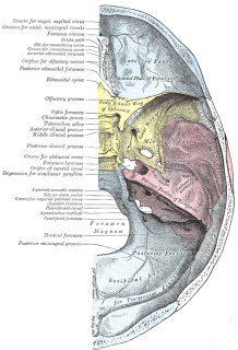 Middle cranial fossa Wiki
