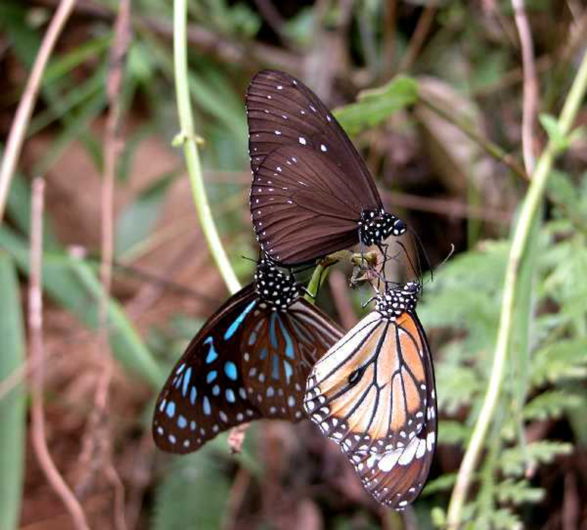 Milkweed butterfly