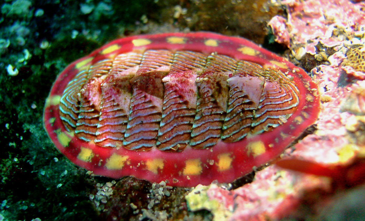 Mollusca