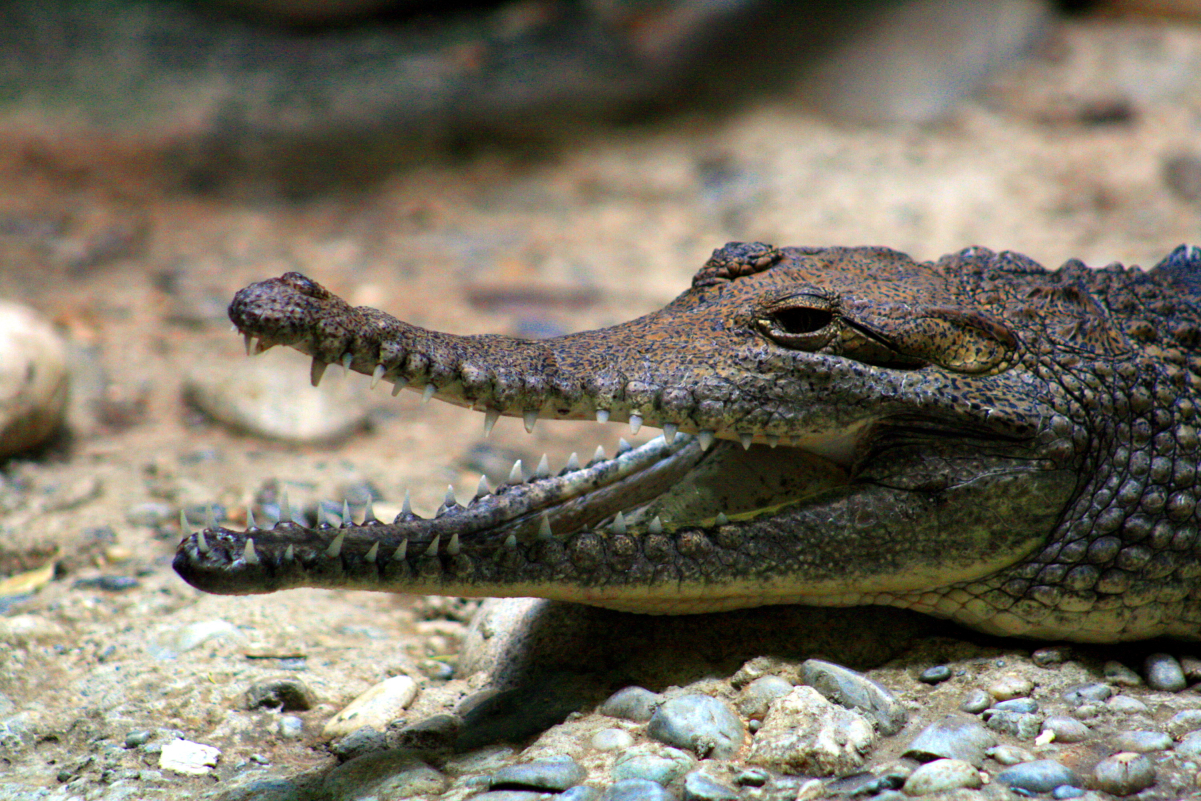 A <a href="/content/Freshwater_crocodile" style="color:blue">freshwater crocodile</a> at <a href="/content/Basel_Zoo" style="color:blue">Basel Zoo</a> in <a href="/content/Switzerland" style="color:blue">Switzerland</a>