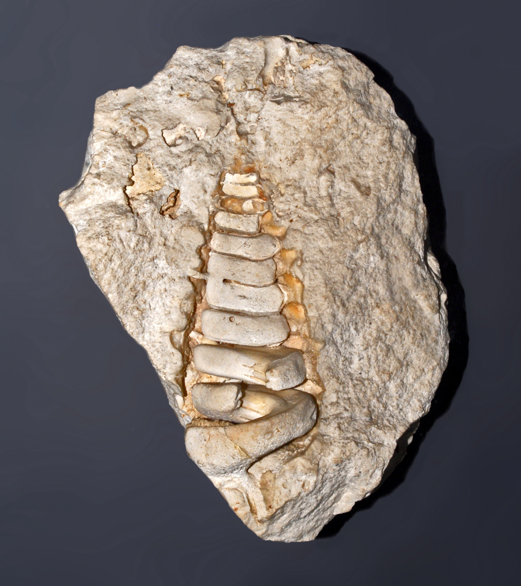 Nerinea