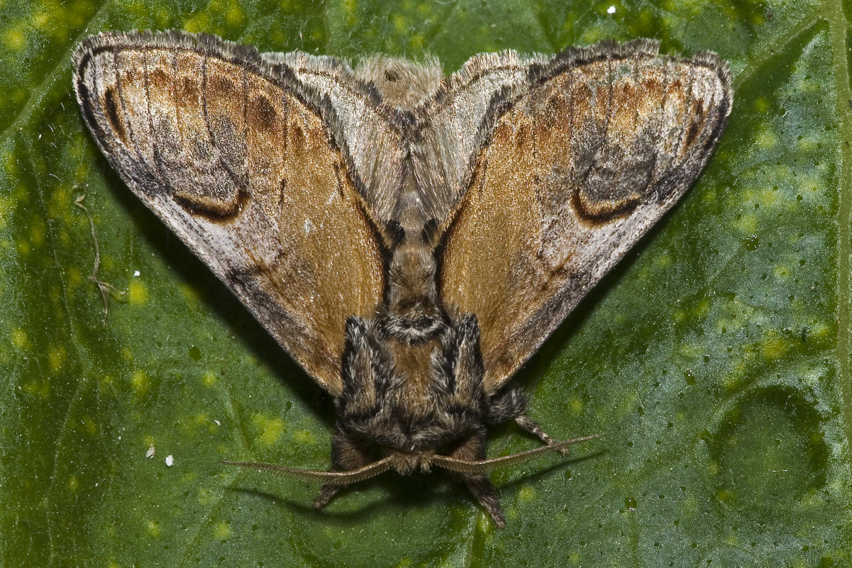 Notodontinae