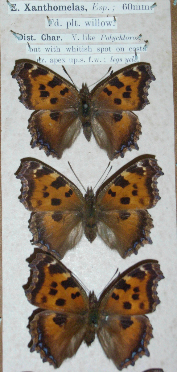 Nymphalis xanthomelas