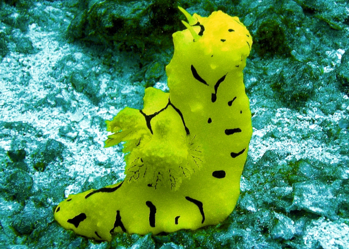 Opisthobranchia