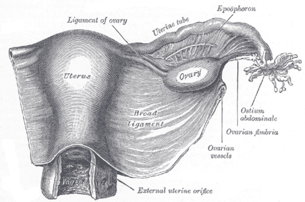 Ovarian ligament Wiki