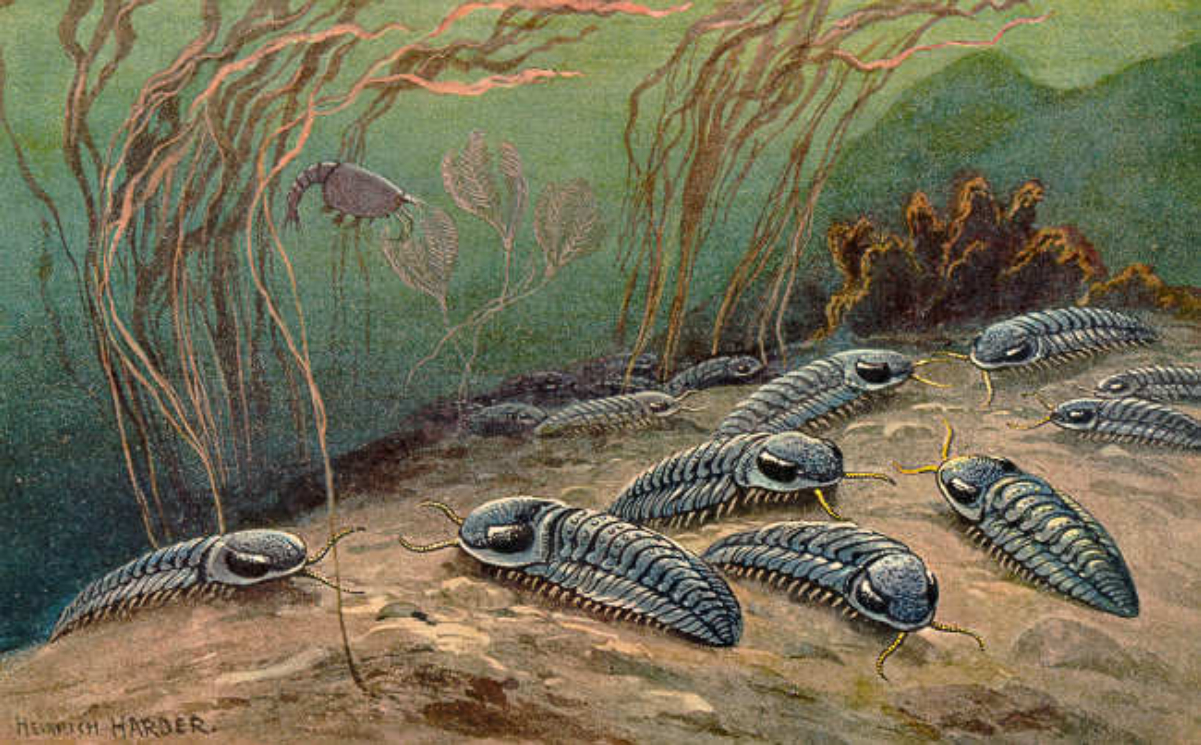 <a href="/content/Trilobite" style="color:blue">Trilobites</a>