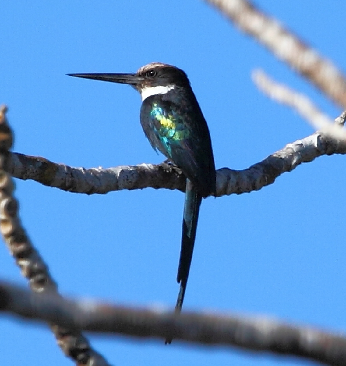 Paradise jacamar