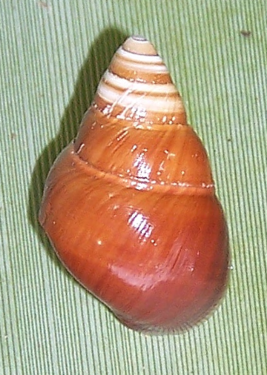 Partulina