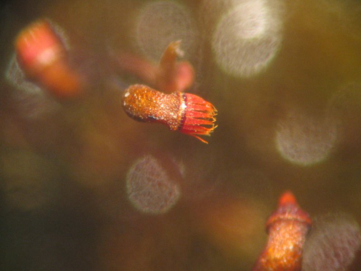 Arthrodontous capsule of the <a href="/content/Moss" style="color:blue">moss</a> <i>Dicranella varia</i>
