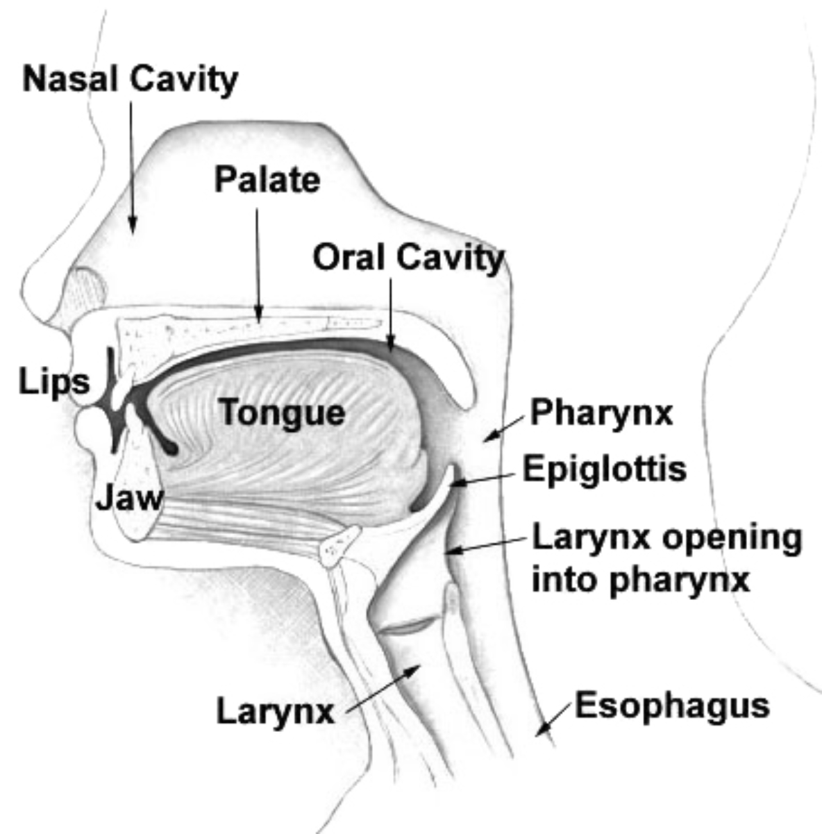 Head and inner neck