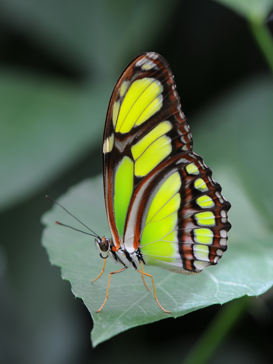 Philaethria