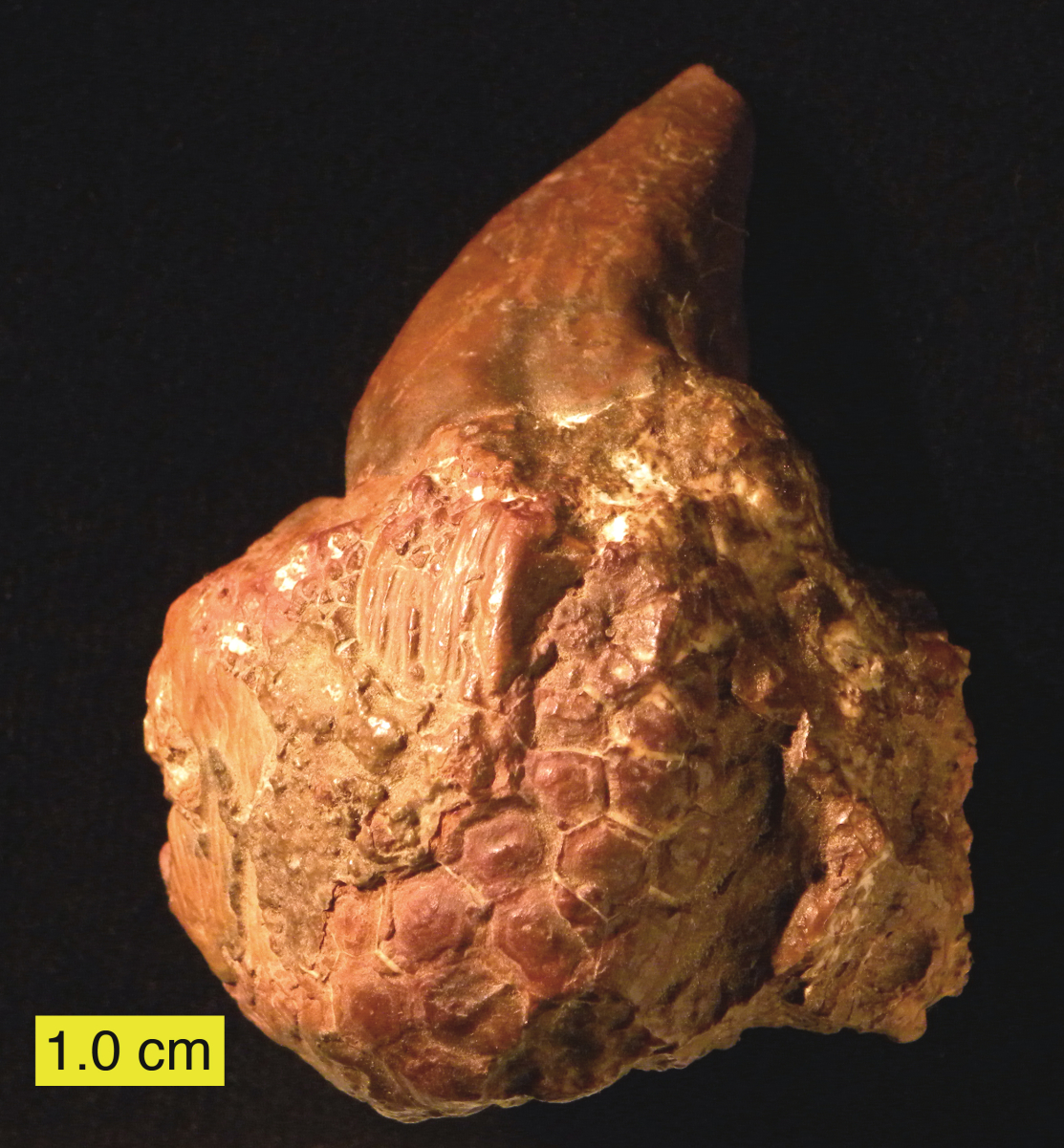 Platyceratidae