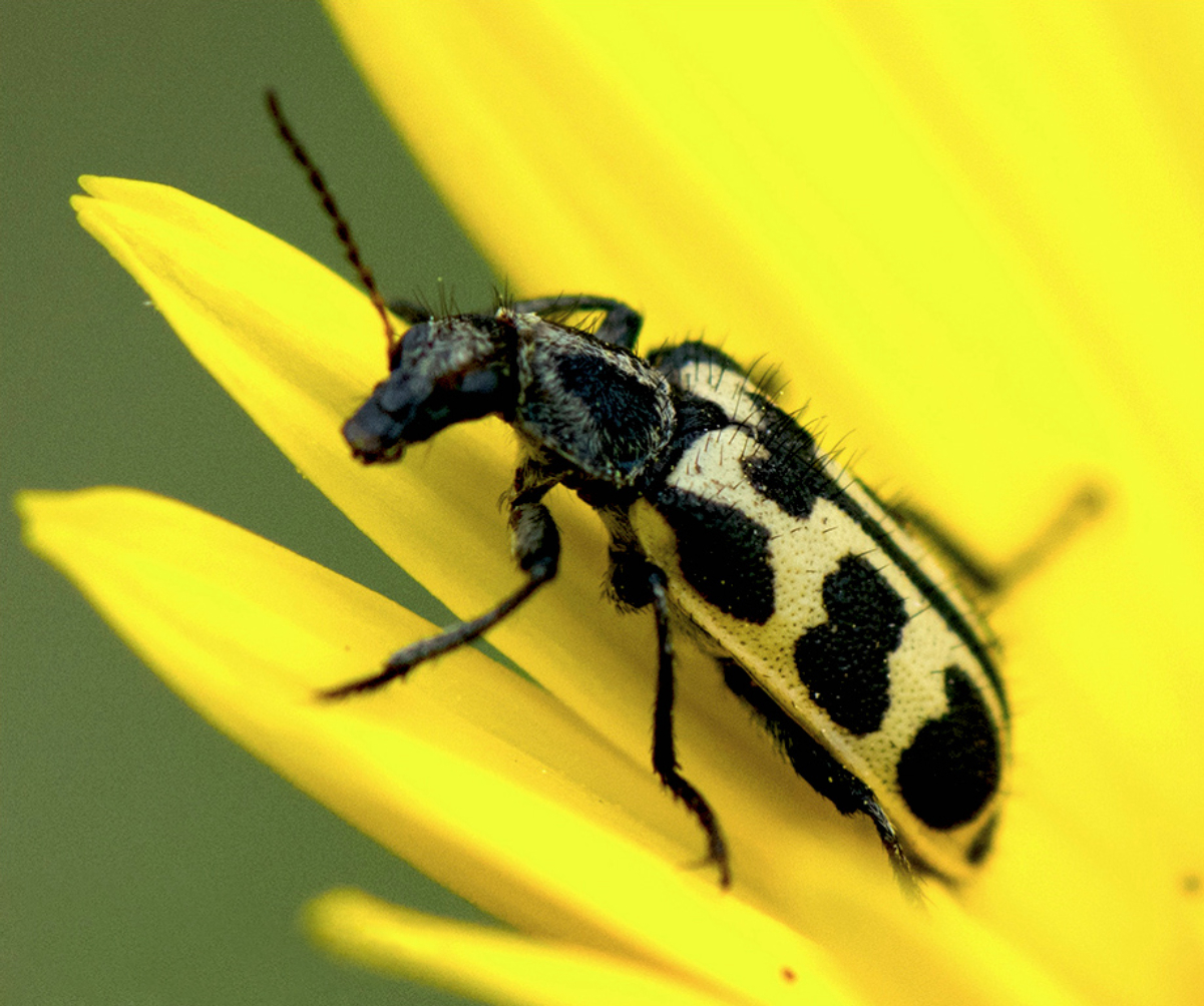 Pollen beetle Wiki