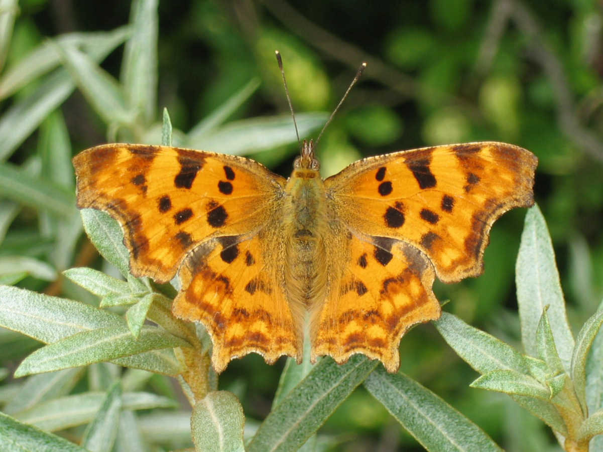 Polygonia