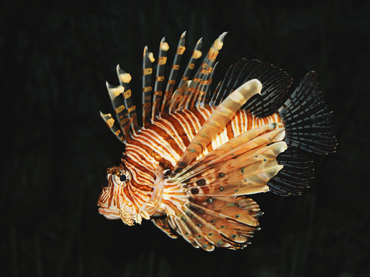 Pterois miles Wiki Everipedia