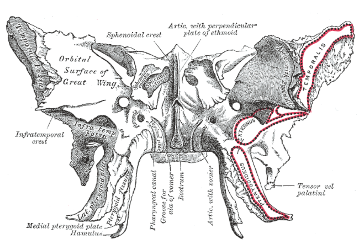 <a href="/content/Sphenoid_bone" style="color:blue">Sphenoid bone</a>. Anterior and inferior surfaces. (Hamulus labeled at bottom left.)