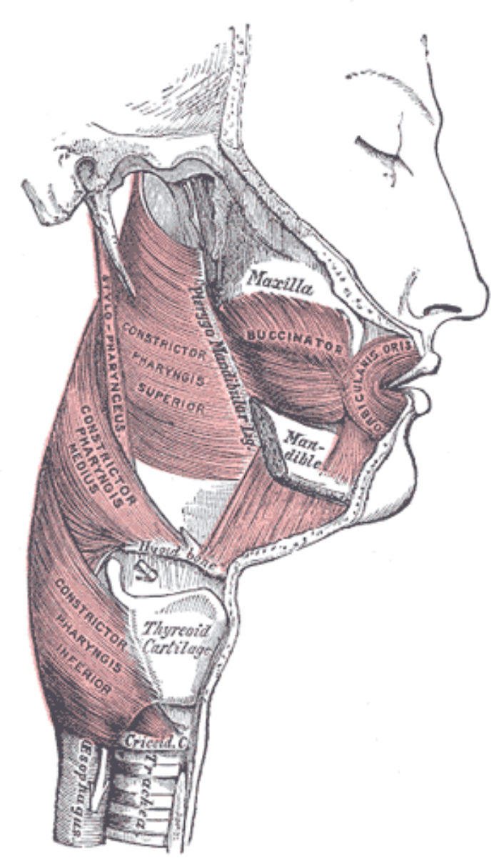Muscles of the <a href="/content/Pharynx" style="color:blue">pharynx</a> and <a href="/content/Cheek" style="color:blue">cheek</a>. (Pterygo-Mandibular ligament labeled at center, vertically.)