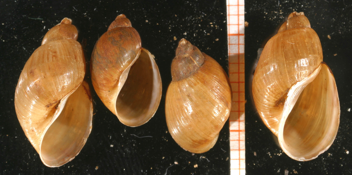 Radix peregra
