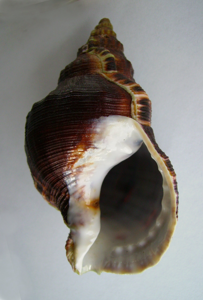 Ranellidae